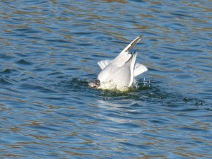 72 37 Mouette rieuse