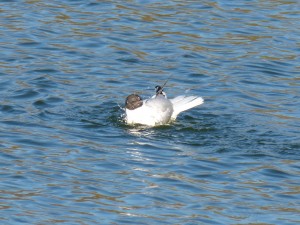 72 38 Mouette rieuse