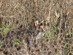 72 45 Renard roux