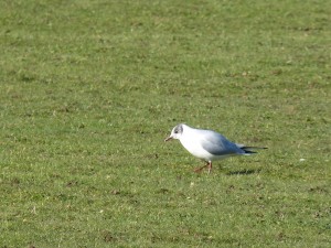 72 49 Mouette rieuse