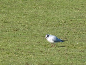 72 50 Mouette rieuse