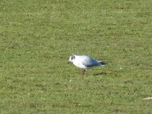 72 51 Mouette rieuse