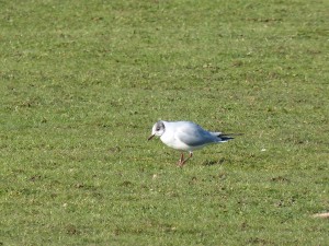 72 52 Mouette rieuse