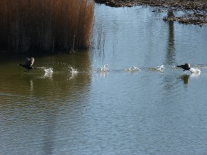 72 53 Foulques macroules