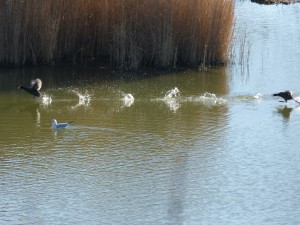 72 54 Foulques macroules