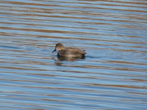 72 60 Canard chipeau