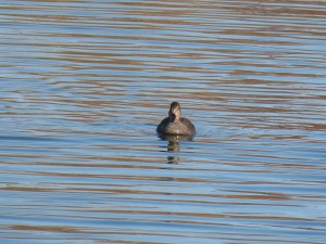 72 61 Canard chipeau