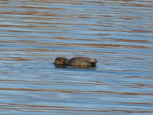 72 62 Canard chipeau