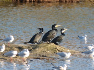 72 68 Grands cormorans