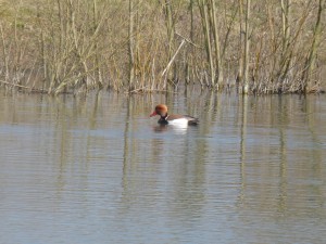 Anatidés Netta rufina (Nette rousse) 1260146