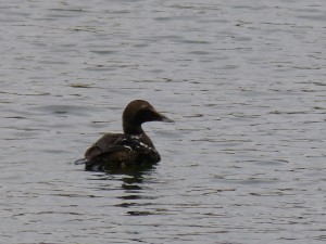 Anatidés Somateria mollissima (Eider à Duvet) 160670