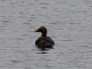 Anatidés Somateria mollissima (Eider à Duvet) 160674