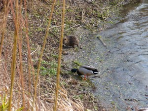 73 02 Colvert et ragondin