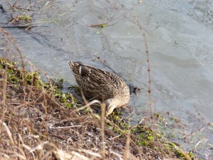 73 03 Colvert et ragondin