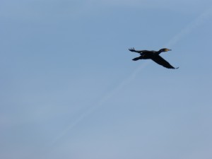 73 10 Un grand cormoran passe