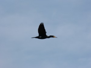 73 11 Un grand cormoran passe