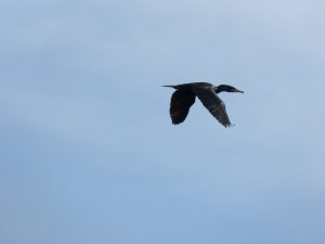 73 12 Un grand cormoran passe