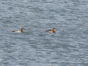 73 14 Deux fuligules milouins femelles