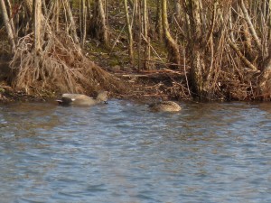 73 28 Canards chipeaux