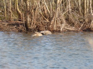 73 29 Canards chipeaux