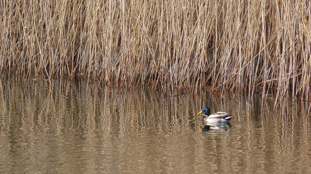 73 43 Canard colvert