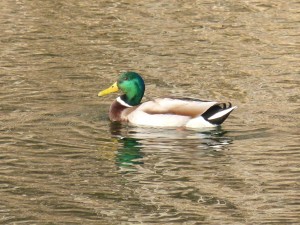 73 44 Canard colvert