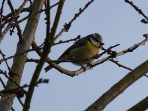 73 50 Mésange bleue