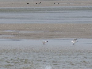 76 2 37 Mouette mélanocéphale