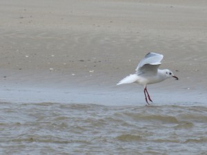 76 2 39 Mouette rieuse