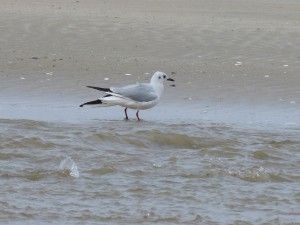 76 2 40 Mouette rieuse