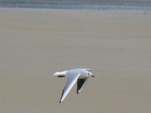 76 2 41 Mouette rieuse