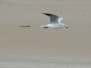 76 2 42 Mouette rieuse