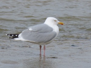 76 2 43 Goéland argenté