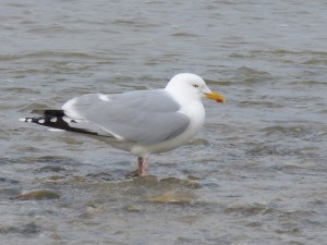 76 2 44 Goéland argenté