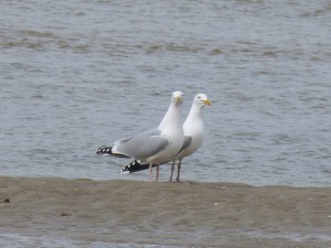 76 2 48 Goélands argentés