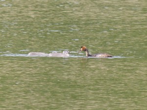 Podicipédidés Podiceps cristatus (Grèbe huppé) 1310499