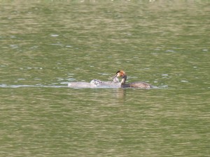 Podicipédidés Podiceps cristatus (Grèbe huppé) 1310501