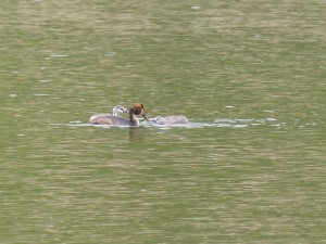 Podicipédidés Podiceps cristatus (Grèbe huppé) 1310513