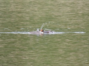 Podicipédidés Podiceps cristatus (Grèbe huppé) 1310537