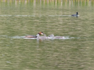 Podicipédidés Podiceps cristatus (Grèbe huppé) 1310562