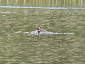 Podicipédidés Podiceps cristatus (Grèbe huppé) 1310566