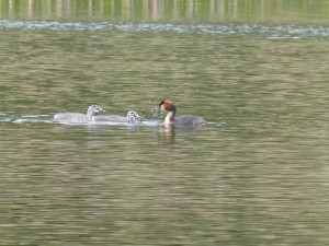 Podicipédidés Podiceps cristatus (Grèbe huppé) 1310574