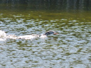 Podicipédidés Podiceps cristatus (Grèbe huppé) 1390131