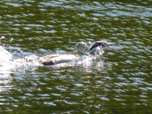 Podicipédidés Podiceps cristatus (Grèbe huppé) 1390221