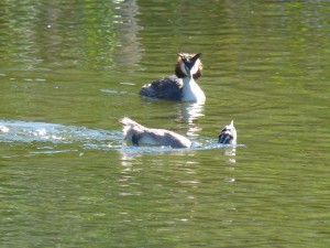 Podicipédidés Podiceps cristatus (Grèbe huppé) 1390291