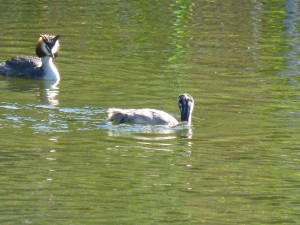 Podicipédidés Podiceps cristatus (Grèbe huppé) 1390292