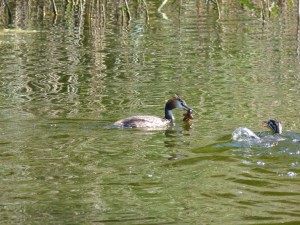 Podicipédidés Podiceps cristatus (Grèbe huppé) 1390438