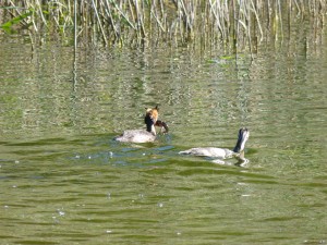 Podicipédidés Podiceps cristatus (Grèbe huppé) 1390439