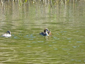 Podicipédidés Podiceps cristatus (Grèbe huppé) 1390452