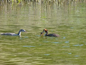 Podicipédidés Podiceps cristatus (Grèbe huppé) 1390457